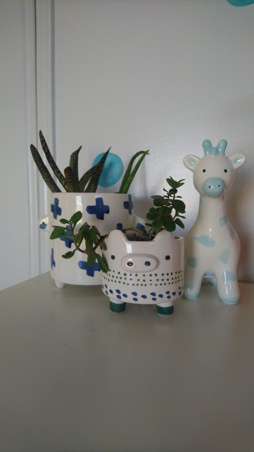 Hugo Room Reveal succulents in pots